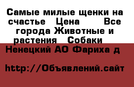 Самые милые щенки на счастье › Цена ­ 1 - Все города Животные и растения » Собаки   . Ненецкий АО,Фариха д.